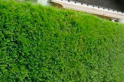 Живая изгородь